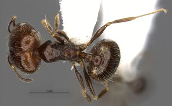 Media type: image;   Entomology 34270 Aspect: habitus dorsal